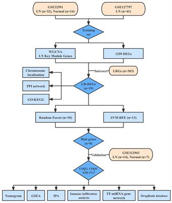 Comprehensive analysis of lactate-related gene profiles and immune characteristics in lupus nephritis